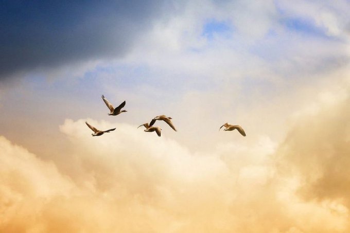 A flock of birds soars through a dramatic sky, with the golden clouds illuminated by sunlight, perfectly illustrating the idea that true peace is found above life's storms.