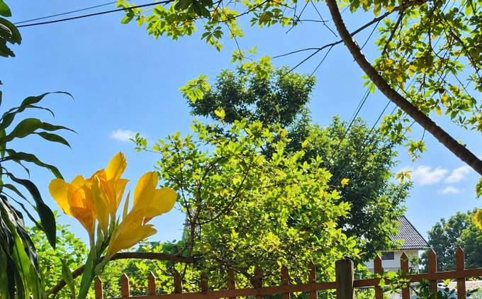 A vibrant outdoor scene viewed past yellow canna lilies, showing green trees, a wooden fence, and a bright blue sky.