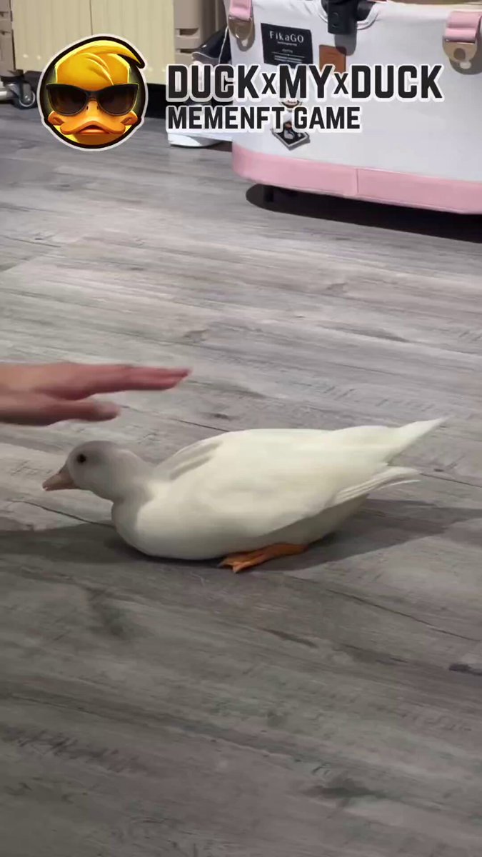 The image features a white duck sitting on a wooden floor, with its head resting on someone's hand. The person holding the duck has their arm extended towards the bird, as if giving it a gentle massage or petting it. In the background, there is a pink suitcase and a white wall, adding to the overall setting of the scene.
