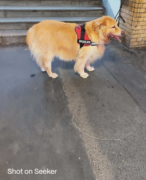 A golden retriever wearing a red "JULIUS-K9" harness stands on a wet concrete surface, with "Shot on Seeker" watermarked in the corner.
