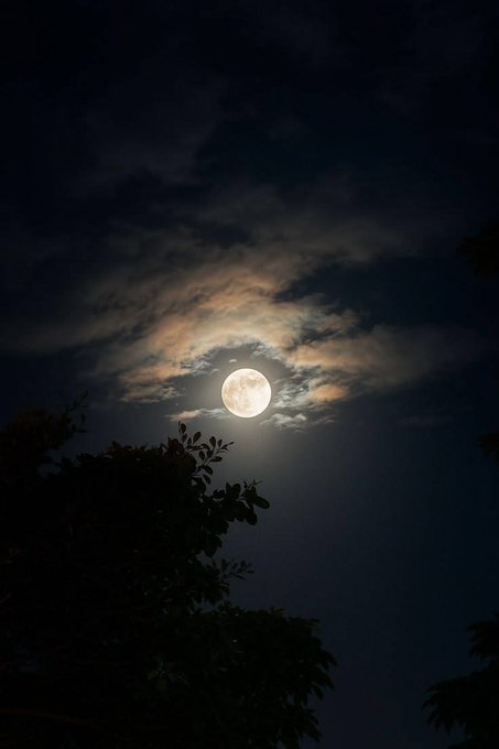 A full moon glows through clouds in a night sky, with the dark silhouette of tree leaves in the foreground.