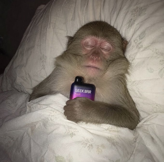 A monkey sleeping peacefully under white bedding while holding a purple Geek Bar disposable vape device.