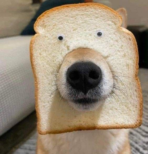 A golden retriever dog with googly eyes attached to a slice of bread on its head peers through the bread opening, creating a humorous portrait.