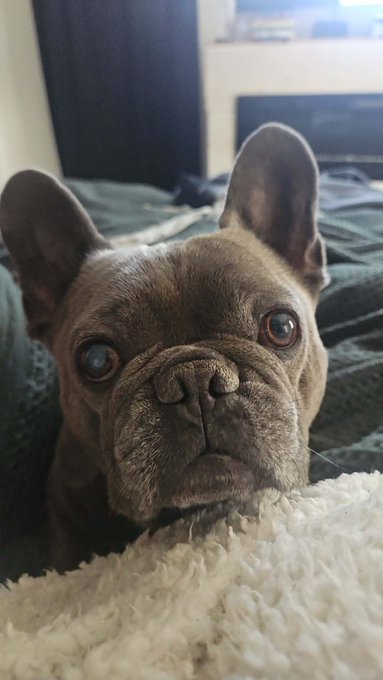 A close-up photograph captures a brown French Bulldog with large upright ears looking directly at the camera while resting its chin on a fluffy white blanket.