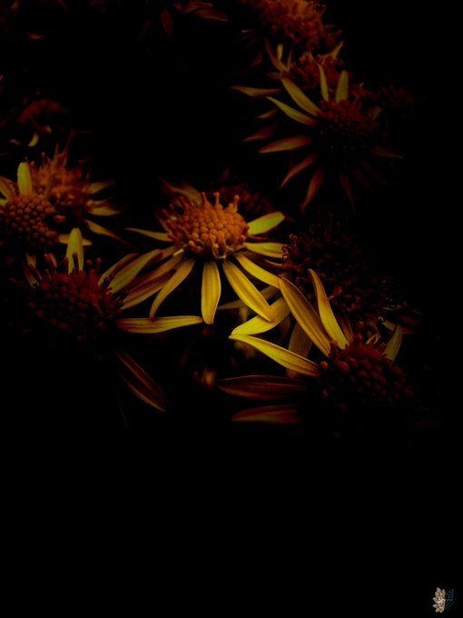A dark, moody photograph of yellow flowers emerging from deep black shadows.