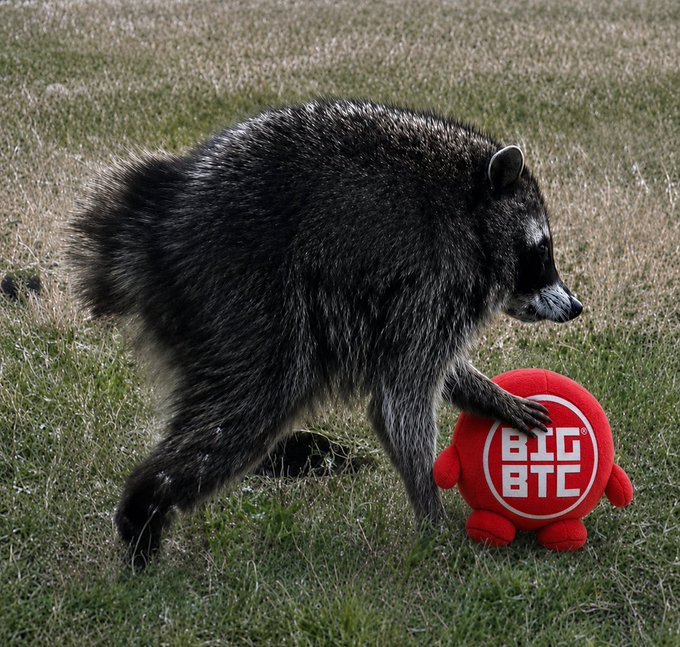 A raccoon standing on grass and reaching its paw toward a red plush toy featuring the Bitcoin 'BTC' logo.