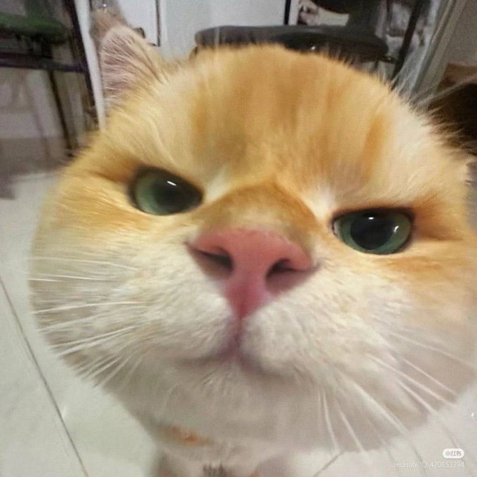 A close-up photo of an orange and white cat with green eyes looking at the camera with a serious expression, with a watermark 'rednote ID: 426653164'.