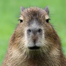A close-up portrait of a capybara looking directly at the camera with a green grassy background.