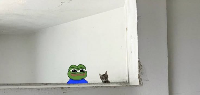 The image shows a real cat sitting in a corner shelf next to a Pepe the Frog sticker, creating an ironic juxtaposition of internet meme culture with an actual animal. The "GM GM degens" caption plays on the contrast between the meme character and the real-life cat, evoking the casual crypto community greeting often associated with Pepe memes.