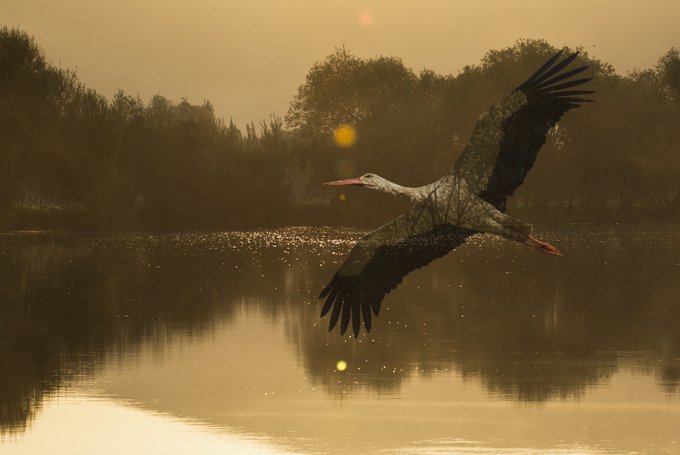 A silhouette of a stork flying low over a misty lake at sunrise or sunset, with trees lining the distant shore in warm golden tones.