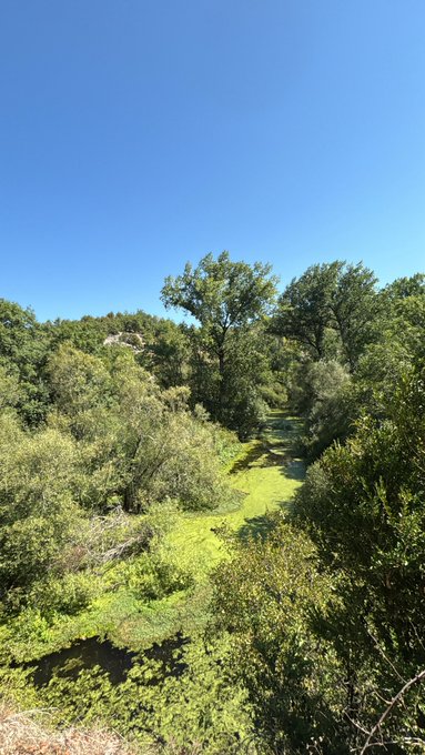 A scenic outdoor view of a grassy path winding through dense green bushes and trees under a clear blue sky.