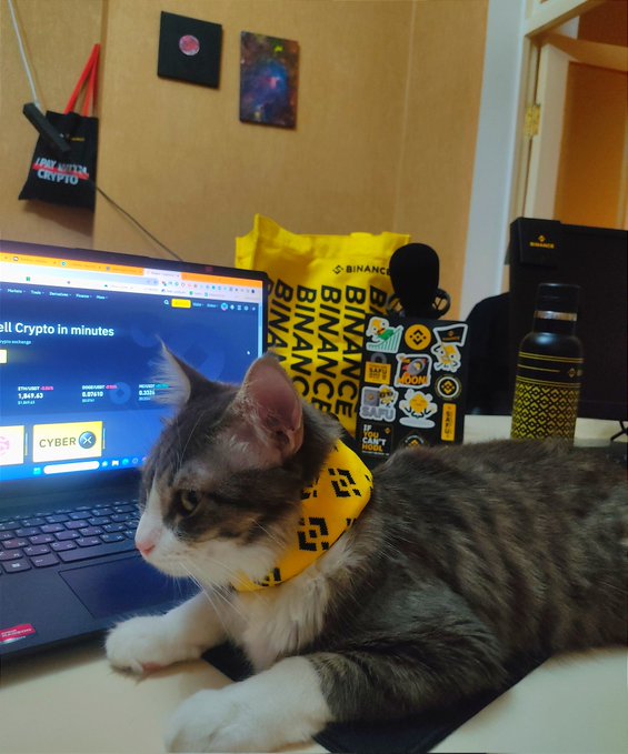 A tabby cat with white paws lies next to an open laptop displaying a crypto trading website ('CYBER'). The cat wears a yellow bandana with a black pattern, and Binance-branded bags and stickers are visible in the background.