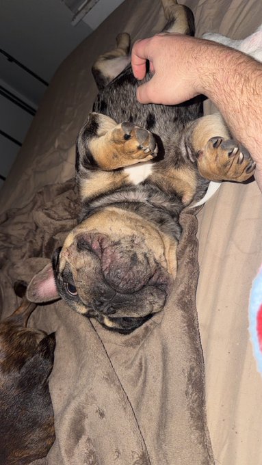 A small brindle French Bulldog lies on its back on a bed while a person's hand pets its belly.