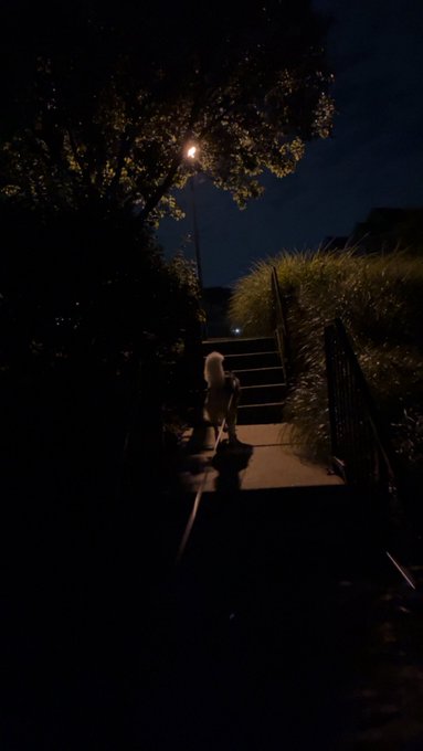 A dark, atmospheric nighttime scene of a small dog standing on stone steps leading up through shadowy trees and tall grass under a moonlit sky.