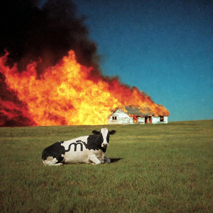 A black-and-white cow with an "M" painted on its side sits calmly in a green field while a house burns intensely behind it. The image serves as a visual metaphor for the post's theme of "gMOO" (good Moo), symbolizing the account's commitment to authentic content amid the chaos of "FUD" campaigns against AI and $LONG—staying grounded while the surrounding hype burns.