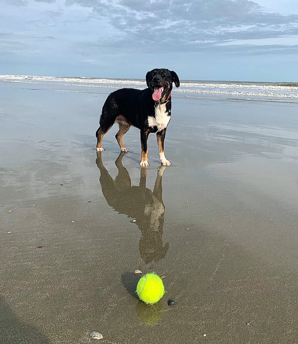 A black and tan dog stands on a wet beach with its tongue out, casting a clear reflection in the wet sand near a yellow tennis ball.