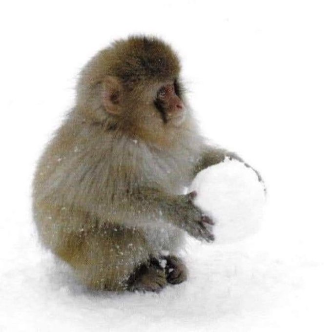 A small monkey sits in the snow, holding and shaping a snowball with its hands.