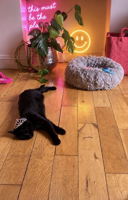 A black cat wearing a tiny tiara lounges luxuriously on a hardwood floor beside a "this must be the place" neon sign and a smiley face light, looking like the undisputed ruler of the household. The caption perfectly fits: this pampered feline is clearly the kind of confident, unbothered "degen" you don't want to trade against.