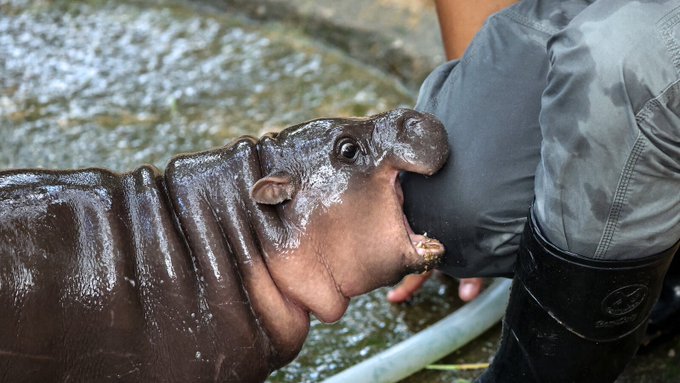 The image shows a person wearing black boots, kneeling down next to a baby hippopotamus that appears to be drinking from a water trough or fountain. The person's hand is reaching out towards the animal as if trying to feed it. The caption of the image reads "*chomp* $MOODENG".