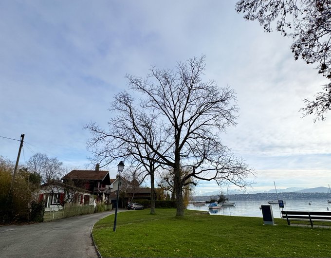 A scenic view of a lakeside village with a large bare tree in the foreground, sailboats on the water, and houses along the shore under a partly cloudy sky.