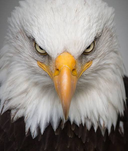 A close-up of a bald eagle with piercing eyes and a sharp yellow beak stares intensely at the camera, embodying focus and vision—fitting symbolism for a post highlighting CNPY Network as a platform empowering builders to launch sovereign app chains. The eagle's commanding gaze mirrors the message of rising with purpose and seizing the day's opportunities.