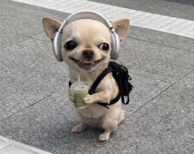 A smiling chihuahua wearing white headphones and a black backpack holds a green smoothie while sitting on a paved surface.
