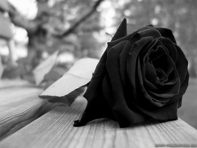 A black-and-white close-up of a dark rose resting on a wooden surface, symbolizing mourning and remembrance, fitting the post's tribute to a lost companion in Web3. The watermark "crazy-frankenstein.com" is visible in the bottom right corner.