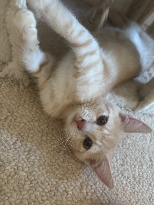 A photo of a cream-colored cat with light orange markings lying upside down on a textured beige surface, looking at the camera with big eyes.