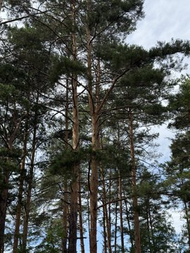 A photograph of tall pine trees with reddish-brown bark and green needle foliage reaching toward a cloudy sky.