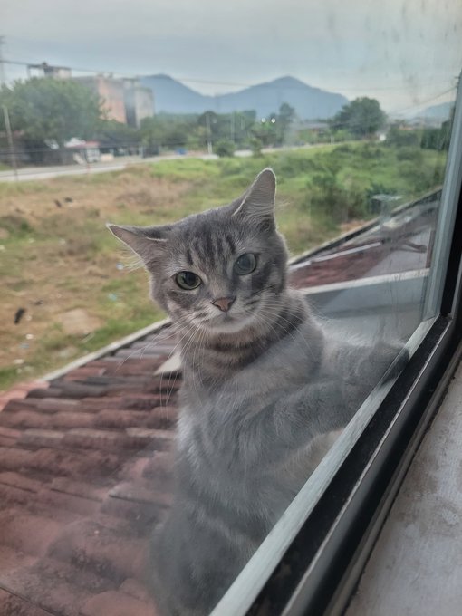A gray tabby cat peers through a window from a tiled rooftop, with a scenic view of green fields, hills, and distant buildings in the background.