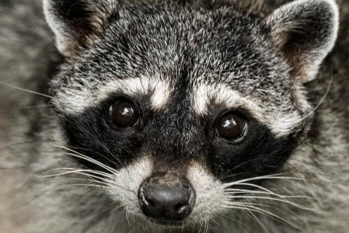 A close-up portrait of a raccoon's face, highlighting its distinctive black mask around the eyes, pointed ears, and detailed whiskers.