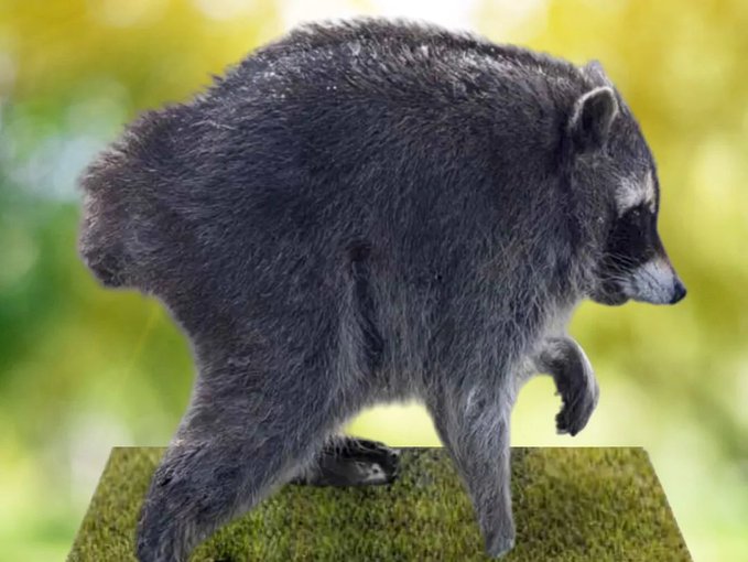 A raccoon stands in profile on a small grassy patch against a blurred yellow-green background.