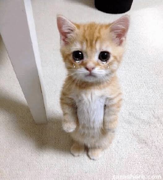 A small orange and white kitten standing on its hind legs with tears in its eyes, looking up at the camera.