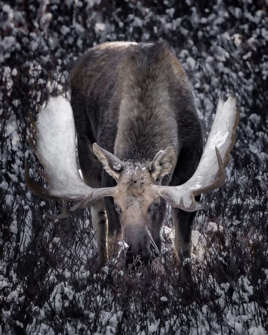 A bull moose with massive snow-covered antlers grazes in a snowy, brush-covered landscape. The image captures the raw wilderness beauty highlighted in the "Northern Exposure" series, showcasing the majestic Canadian wildlife as a fitting centerpiece for the collection.