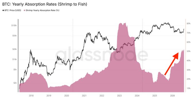 The chart shows Bitcoin's price (black line) and Shrimp Yearly Absorption Rate (pink area) from 2018 to 2026, with a red arrow highlighting a recent sharp spike in absorption rates to around 50%. The accompanying post ties into this by noting that small addresses are accumulating Bitcoin at their fastest pace in four years, framing the current surge in shrimp-level buying as a signal of urgency with BTC near $80,000.