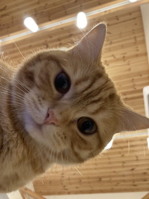 A close-up, sideways-tilted shot of an orange tabby cat with wide, curious eyes peering into the camera, set against a wooden ceiling backdrop. The cat's inquisitive head-tilt mirrors the post's playful "what's next?" vibe, as if wondering whether "locking tf in" on a Friday is really the plan.