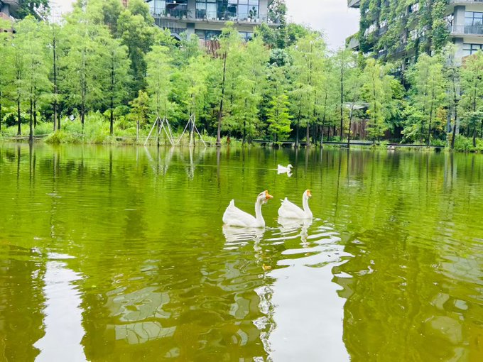 Three white geese swim on a green-tinted lake, with lush trees and residential apartment buildings visible on the far shore.