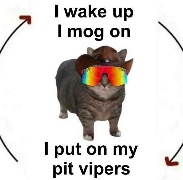 A meme featuring a gray cat wearing a brown cowboy hat and rainbow Pit Viper sunglasses, with text reading "I wake up I mog on I put on my pit vipers" accompanied by curved arrows.
