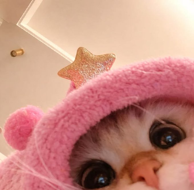 A close-up of a cat wearing a pink knitted hat with a gold star on top.