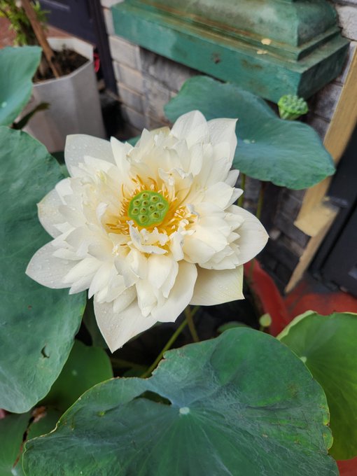 A white lotus flower with a yellow center and green seed pod blooms above large green leaves in a garden setting.