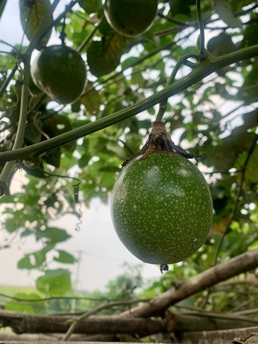 A close-up photograph of a green passion fruit hanging from a vine on a trellis, with other fruits and foliage visible in the background.