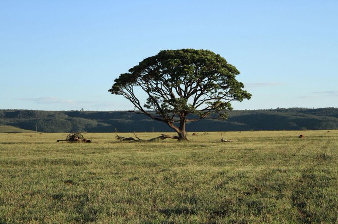 A solitary tree with a broad canopy stands in a vast grassy field under a clear blue sky, with rolling hills visible in the background.