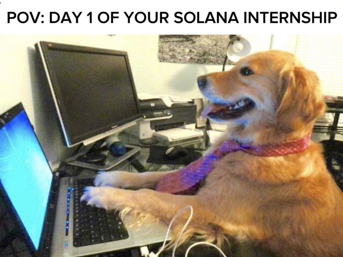 A golden retriever wearing a tie sits at a desk with its paws on a laptop keyboard and monitor, captioned "POV: DAY 1 OF YOUR SOLANA INTERNSHIP." The image humorously portrays an enthusiastic, eager new intern ready to dive into crypto work—matching the post's call for young, energetic people passionate about crypto to join the Superteam Poland internship program and build in the Solana ecosystem.