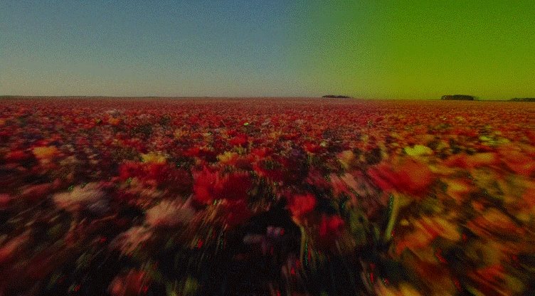 The image shows a field of flowers with red, yellow, and orange colors. The perspective appears to be from above or slightly below, giving an impression that one is flying through the air over the flower-filled landscape. The photo has a green tint due to the camera's focus on the sky in the background. The post features a caption about a new collection on my side account failure002 at @objktcom and links to other posts related to the collection, including "quatro" and "4 pieces 4 tezos".