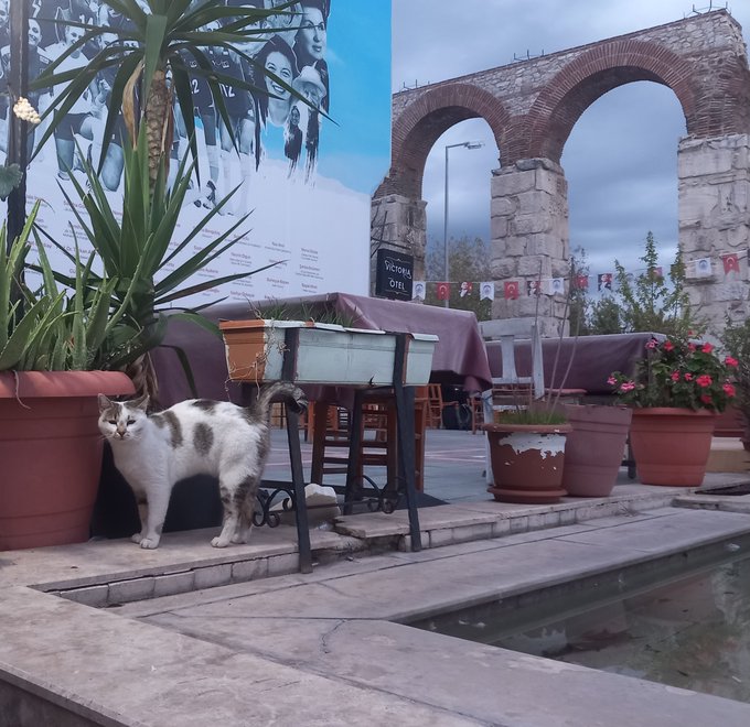 A real photograph shows a white and grey cat on a stone ledge near a water feature, with potted plants, outdoor cafe seating, and ancient stone arches in the background.