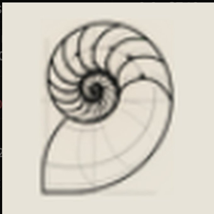 A black and white drawing of a nautilus shell with its characteristic spiral chambers prominently displayed, used to illustrate a post about the cryptocurrency token $Nautilo.