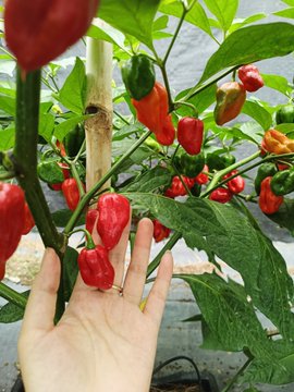 A hand is held up next to a pepper plant laden with red and green peppers, showing the size of the fruit in what appears to be a greenhouse setting.