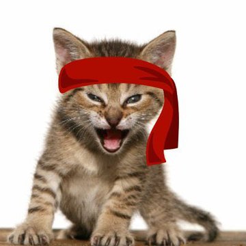 A tabby kitten with its mouth open, wearing a red headband or cloth tied around its head against a white background.
