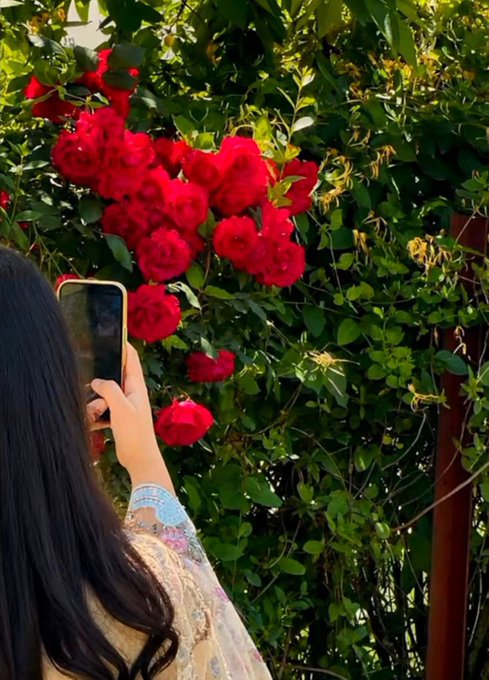 A woman with long dark hair wearing a floral top holds up her smartphone to photograph a cluster of vibrant red roses blooming on a lush green bush.