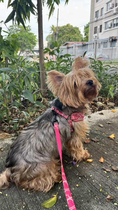 A Yorkshire Terrier dog wearing a pink harness and leash sits on a sidewalk, with greenery and a building in the background.